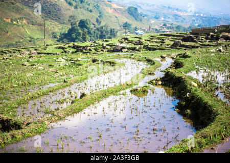 Début de saison de plantation de riz terrasse rizière à Sapa, Sapa Vietnam Indochine Banque D'Images