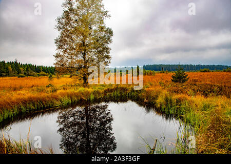 Parc Naturel des Hautes Fagnes Eifel, Wallonie, Belgique, à l'ouest de la Baraque Michel, Banque D'Images