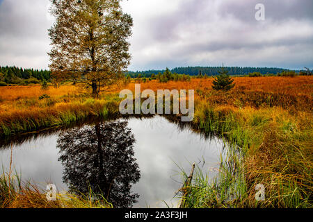 Parc Naturel des Hautes Fagnes Eifel, Wallonie, Belgique, à l'ouest de la Baraque Michel, Banque D'Images