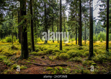 Parc Naturel des Hautes Fagnes Eifel, Wallonie, Belgique, à l'ouest de la Baraque Michel, Banque D'Images