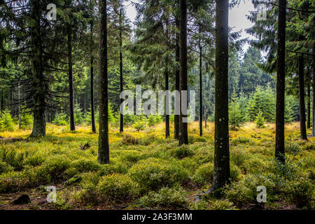 Parc Naturel des Hautes Fagnes Eifel, Wallonie, Belgique, à l'ouest de la Baraque Michel, Banque D'Images