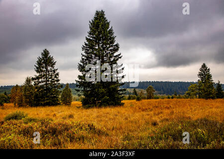 Parc Naturel des Hautes Fagnes Eifel, Wallonie, Belgique, à l'ouest de la Baraque Michel, Banque D'Images