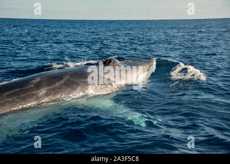 Rorqual commun, Balaenoptera physalus, espèces vulnérables Banque D'Images