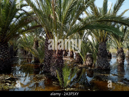 Les jardins de palmiers inondés gota fria - goutte froide septembre 2019suite, Orihuela Coast, Costa Blanca, Espagne Banque D'Images