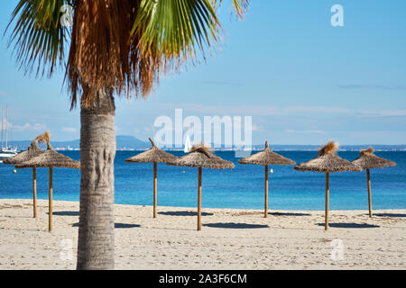 Paysage idyllique, concept de vacances d'été, palmier et des parasols de paille dans une rangée sur la côte de la mer Méditerranée, l'île de Majorque, Baléares, Espagne Banque D'Images