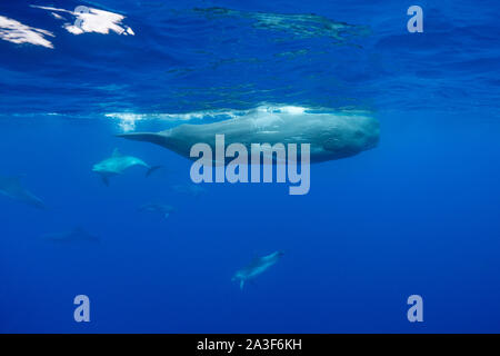 Cachalots harcelés par un groupe de dauphins à nez de bouteille, océan Atlantique, île de Pico, les Açores. Banque D'Images