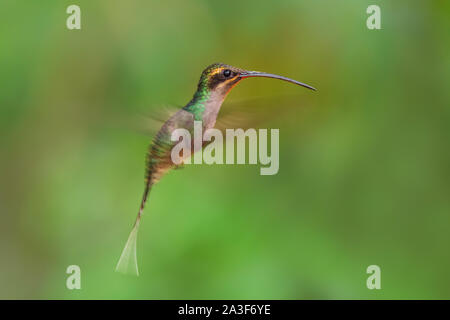 Ermite vert - Phaethornis guy, de grandes belles pentes andines de hummingbird timide de l'Amérique du Sud, sauvage, l'Equateur. Sumaco Banque D'Images