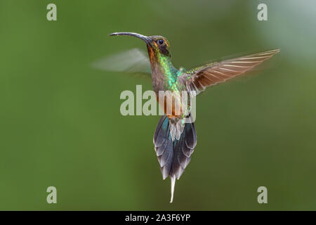 Ermite vert - Phaethornis guy, de grandes belles pentes andines de hummingbird timide de l'Amérique du Sud, sauvage, l'Equateur. Sumaco Banque D'Images