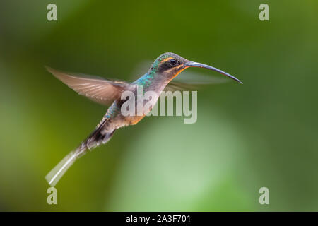 Ermite vert - Phaethornis guy, de grandes belles pentes andines de hummingbird timide de l'Amérique du Sud, sauvage, l'Equateur. Sumaco Banque D'Images