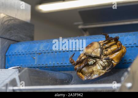 Les crabes en cours de traitement sur une courroie de convoyeur dans une usine de fruits de mer Banque D'Images