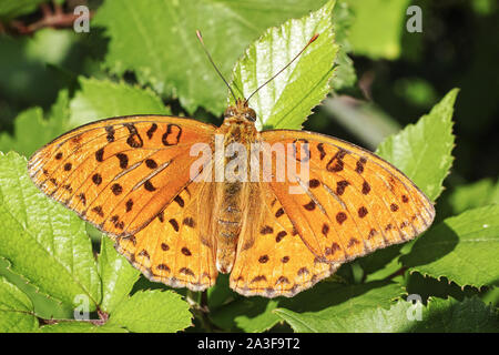 Papillon, argent mâle-lavé fritillary Banque D'Images