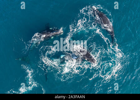 Vue aérienne de plusieurs baleines franches mâle chassant une femme pour essayer de s'accoupler avec elle, golfe Nuevo, la Péninsule de Valdès, l'Argentine. Banque D'Images