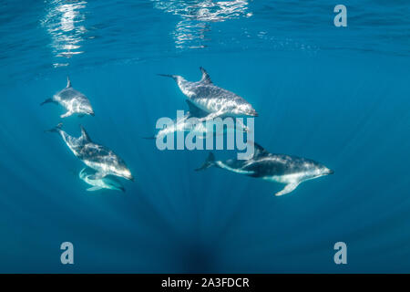 Les dauphins de Pod, Lagenorhynchus obscurus, près de la surface, du golfe Nuevo, la Péninsule de Valdès, l'Argentine. Banque D'Images