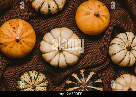 Decoative pumpkins sur brown chandail tricoté. Vue d'en haut. Concept d'automne. Banque D'Images