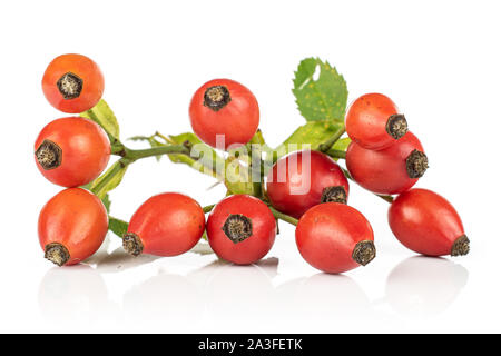 Groupe de onze entiers et frais de rose musquée rouge isolé sur fond blanc Banque D'Images