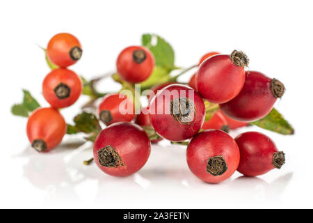 Groupe de onze entiers et frais de rose musquée rouge isolé sur fond blanc Banque D'Images