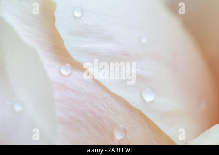 Brillant rose pétale de pivoine sur gouttes. Image artistique aérée douce avec soft focus sélectif. Banque D'Images