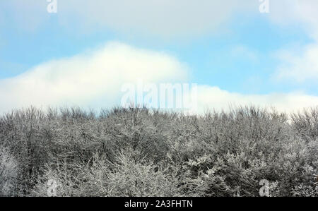 Paysage d'hiver avec snowy trees tops et ciel bleu. Fond d'hiver naturelles. Banque D'Images