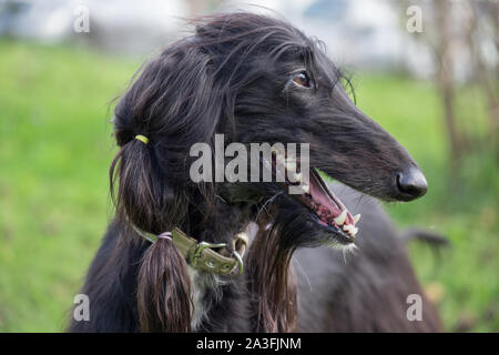 Portrait of cute lévrier afghan. Greyhound Greyhound persan ou de l'Est. Animaux de compagnie. Chien de race pure. Banque D'Images