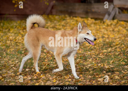 Cute laika de Sibérie occidentale est exécuté sur un parc d'herbe à l'automne. Animaux de compagnie. Chien de race pure. Banque D'Images