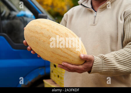 Beau melon mûr entre les mains d'un homme. L'homme est titulaire d'ovale jaune des fruits. Un gros melon dans les mains du vendeur dans le marché. Banque D'Images