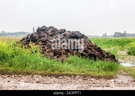 La bouse de vache d'engrais et de paille. Un tas de fumier noir se trouve sur le bord d'un champ près d'une route de terre. Ferme laitière. Podlasie, Pologne. Banque D'Images