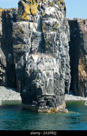 Colonie de Guillemots communs sur pile. Île de mai, Fife, Scotland Banque D'Images