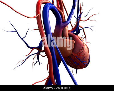 Modèle coeur w/chemin de détourage, coeur de l'homme modèle, chemin complet inclus, coeur de l'homme pour l'étude médicale, les droits de l'anatomie cardiaque Banque D'Images