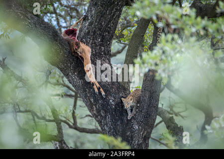 Les jeunes leopard avec un impala proie dans un arbre dans le parc national Kruger, Afrique du Sud ; espèce Panthera pardus famille des Felidae Banque D'Images