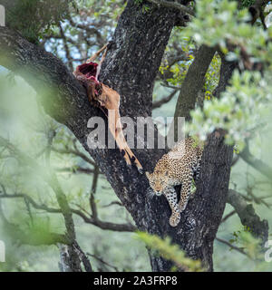 Leopard femelle avec impala tuer en Kruger National Park, Afrique du Sud ; espèce Panthera pardus famille des Felidae Banque D'Images