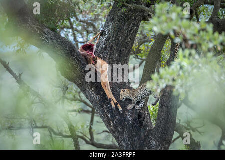 Les jeunes leopard avec un impala proie dans un arbre dans le parc national Kruger, Afrique du Sud ; espèce Panthera pardus famille des Felidae Banque D'Images