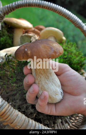 Fermer sur un gros champignons boletus holding fraîchement cueillis par un homme Banque D'Images