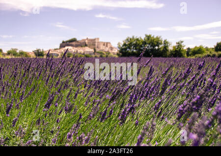 Champs de lavande au village de Gordes, une petite ville médiévale en Provence, destination de voyage en France. Banque D'Images