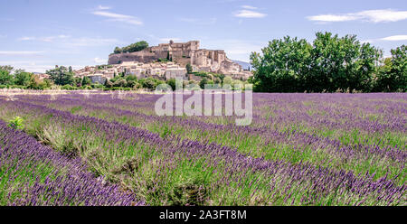 Champs de lavande au village de Gordes, une petite ville médiévale en Provence, destination de voyage en France. Banque D'Images