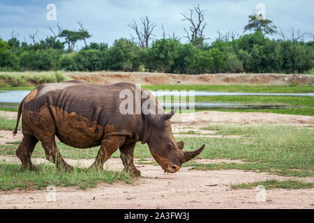 Rhinocéros blanc du sud autour de Hlane royal National park scenery, le Swaziland ; Espèce Ceratotherium simum simum famille des Rhinocerotidae Banque D'Images