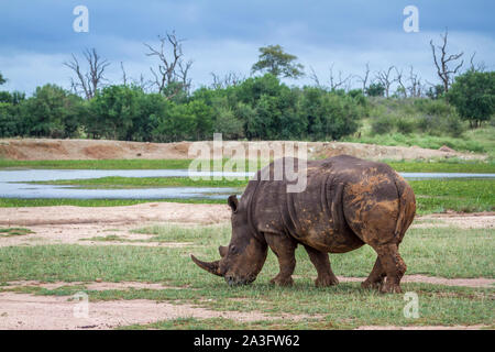 Rhinocéros blanc du sud le pâturage dans Hlane royal National park scenery, le Swaziland ; Espèce Ceratotherium simum simum famille des Rhinocerotidae Banque D'Images