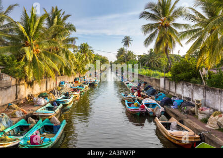Les bateaux colorés sont amarrés le long des rives du Canal de Hamilton, dans le quartier du village de pêcheurs de Negombo, Sri Lanka. Banque D'Images