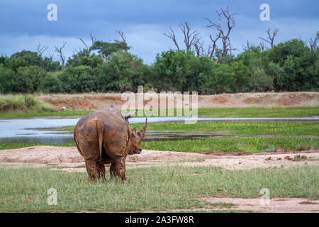 Vue arrière du rhinocéros blanc du Sud dans la région de Hlane royal National park scenery, le Swaziland ; Espèce Ceratotherium simum simum famille des Rhinocerotidae Banque D'Images