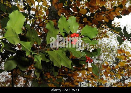 Holly feuillage mûrit les fruits rouges dans une forêt de hêtres. Ilex aquifolium ou houx de Noël. Banque D'Images