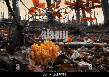 Les champignons, appelé Ramaria aurea dans la forêt durant la saison d'automne Banque D'Images