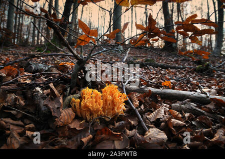 Les champignons, appelé Ramaria aurea dans la forêt durant la saison d'automne Banque D'Images