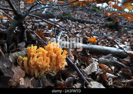 Les champignons, appelé Ramaria aurea dans la forêt durant la saison d'automne Banque D'Images