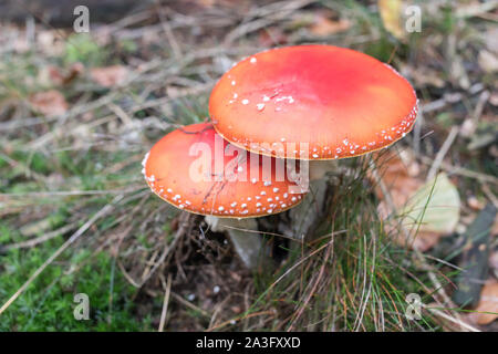 Deux champignons agaric voler dans la forêt Banque D'Images