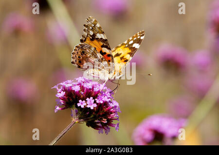 La belle dame papillon sur fleur de verveine Banque D'Images