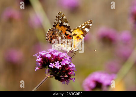 La belle dame papillon sur fleur de verveine Banque D'Images