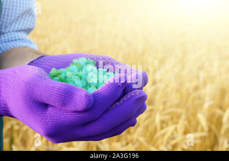 Farmer tenir dans ses mains les engrais avec champ de blé à l'arrière-plan. Concept de soins et d'alimentation des plantes Banque D'Images