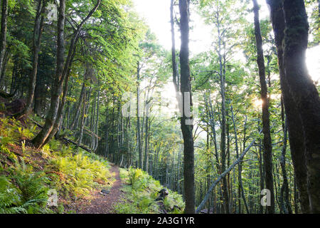 Sentier de randonnée à travers une forêt dans les Pyrénées. Banque D'Images