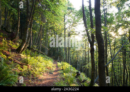 Sentier de randonnée à travers une forêt dans les Pyrénées. Banque D'Images