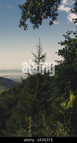 Gros plan de sapins dans les Carpates, sur Transfagarasan pass, Roumanie Banque D'Images