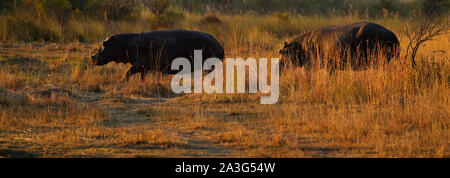 Des hippopotames hors de l'eau dans les plaines de l'Afrique grand ouvert Banque D'Images